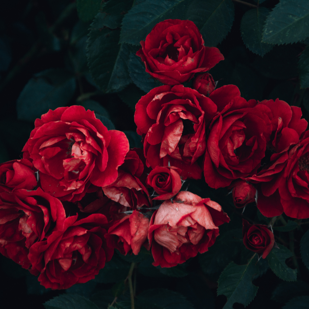 BULGARIAN ROSE & SMOKY OUD - Eco Candle Project