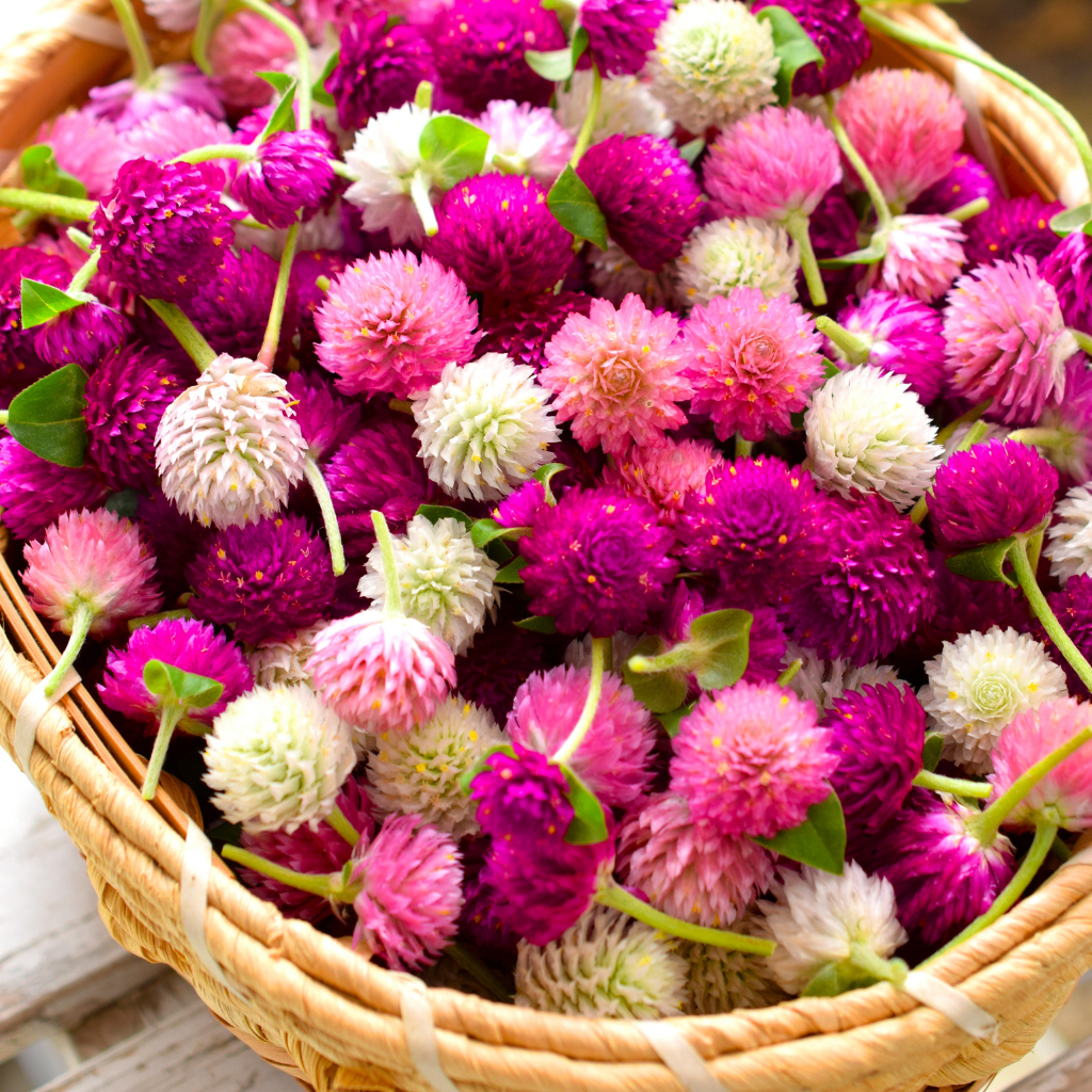 BOTANICALS