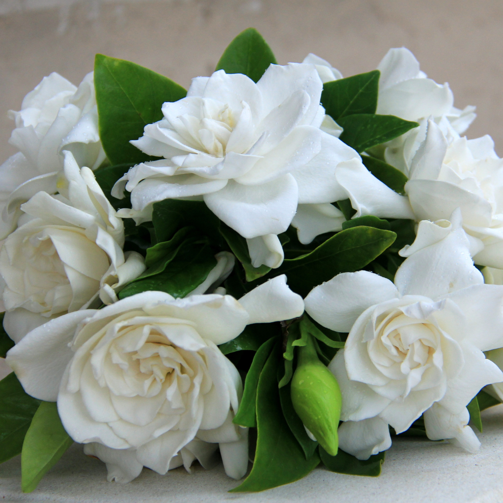 JUNGLE GARDENIA & ROSES