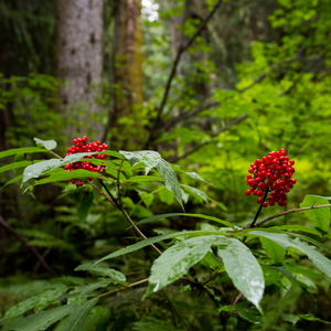 EVERGREEN OASIS - Eco Candle Project 