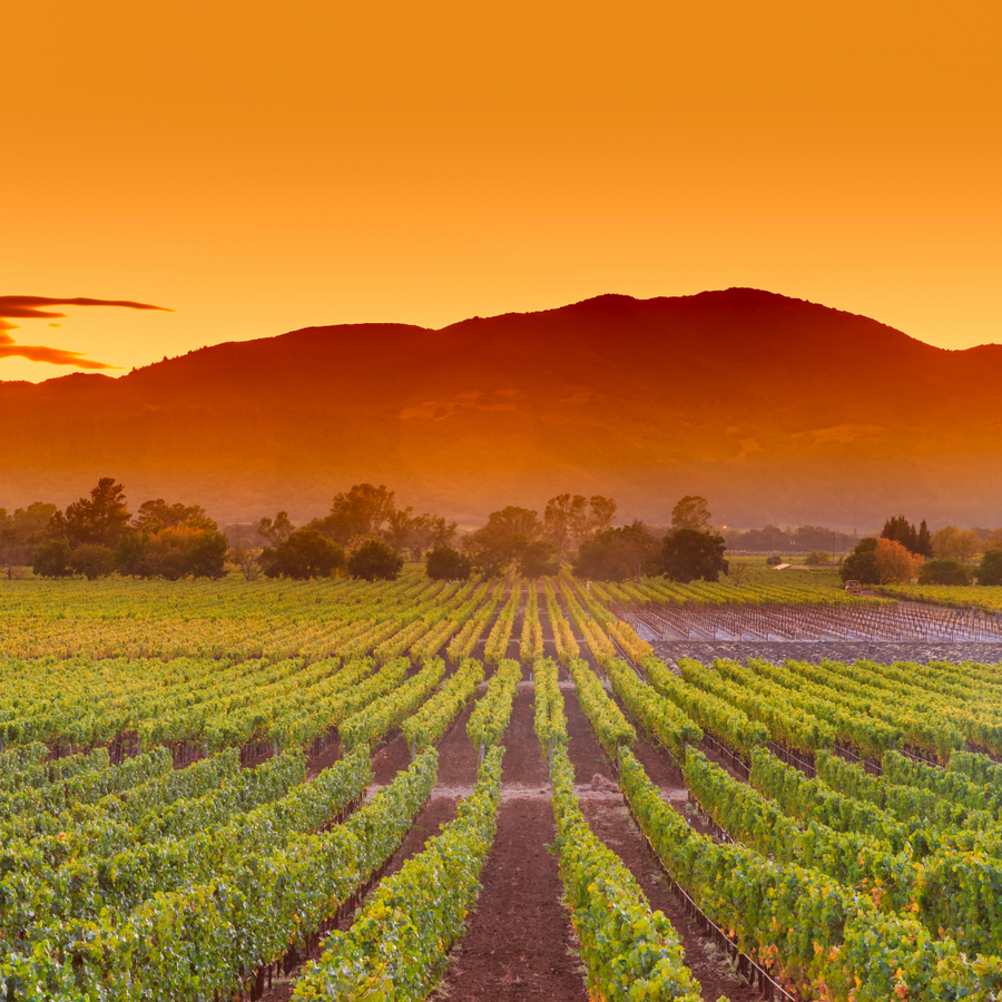 DOURO VINEYARDS - Eco Candle Project 