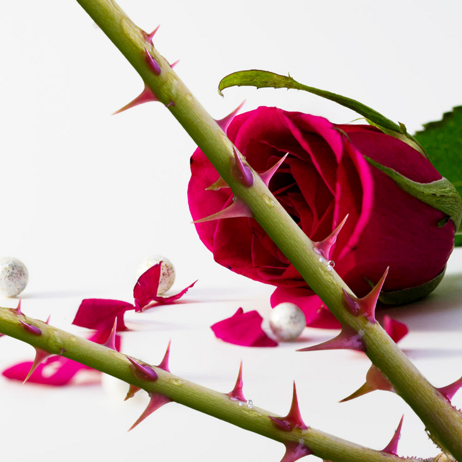 ROSE THORN - Eco Candle Project 