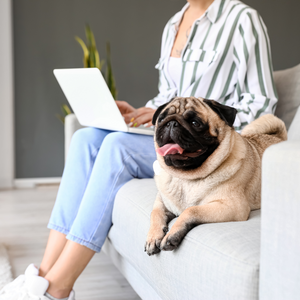 ÉLIMINATEUR D'ODEURS D'ANIMAUX🐾