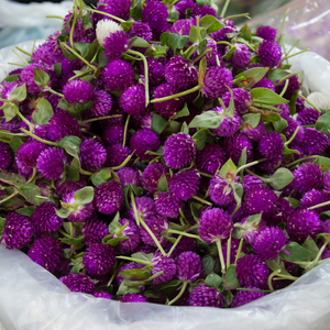 PURPLE GLOBE AMARANTH