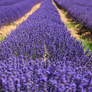 <tc>FLORES DE LAVANDA EXTRA AZUIS</tc>