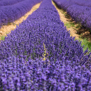 LAVANDER FLOWERS EXTRA BLUE