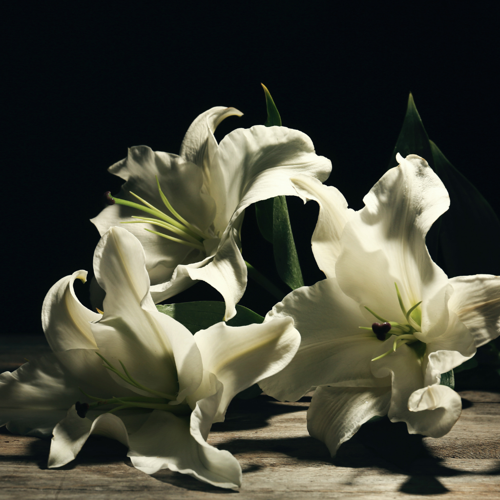 <tc>BLACK LILY & ORCHID</tc>