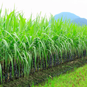 CITRONELLA OF JAVA